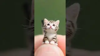 Thumb Cat #shorts #little #cats