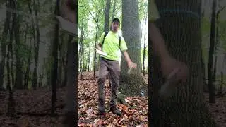 Unreal timber&hellip;