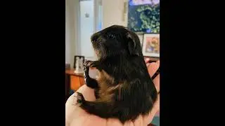 These Wild Animals Are Low-Key Hilarious 😆🦝🦁#FunnyAnimals #WildlifeComedy #Trending #LOL #Viral
