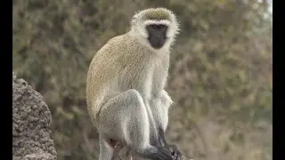 Vervet Monkeys and Baboons Living in Peaceful Harmony