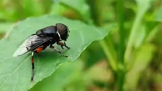 Houe Fly....and some eye catching moments