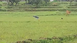 The extinct bird i have observed 🫣 it may be dodo species or may be form ostrich species #birdlife