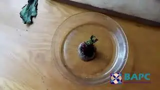 Beet Top Hydroponics: How to Grow Beet Greens in Water