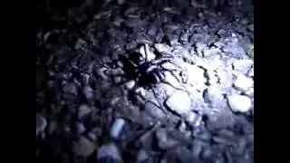 Mygale en France ! Atypus affinis
