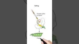 Different Modes of Pollination