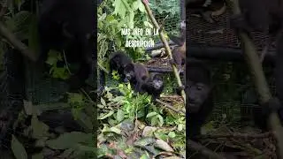 Monos congo  #rescatewildlife #costarica #animals  #monkey