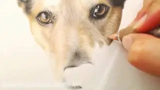 Dog Drawing in Colour Pencils |  Pet Portrait