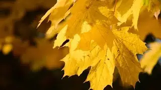 Yellow Leaves Moon (Official Video) - Marcia Watson Bendo