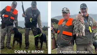 Los Setter Gordon, Kora y Bron a codornices en su primer encuentro en Zambrana -Vitoria-.