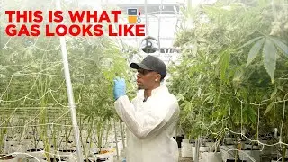 Do Cannabis Plants Like Music? 🌿 | Day in the Life of a Dispo Owner