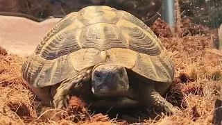 Hermanns Tortoise #reptile #tortoise #hermannstortoise