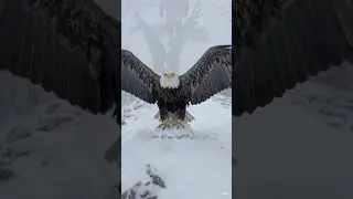 Man Rescues FROZEN Eagle in EXTREME Winter Conditions