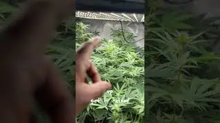 Day 21-22 Flower Mystery Clone grow tent #cannabyus #organic #contest #update #growers