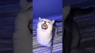 Barking Cat Vs Mystery Gift..