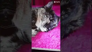 &eacute;detition my friend's cat #trending #cat #chat#cute #main #friendcat