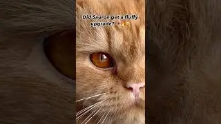 Did Sauron get a fluffy upgrade? 👁️🔥😸#thelordoftherings #ringsofpower #sauron #lotr #cat #fyp