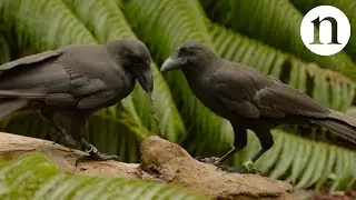 Rare crow shows a talent for tool use