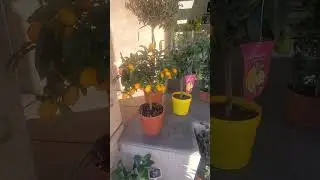 Meyer Lemon Tree In Pot