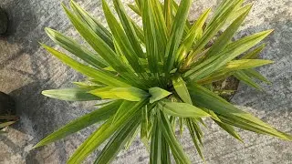 Pandan leaf 🌴