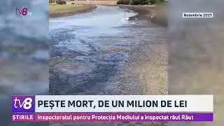 Sute de pești, morți în Răut. Apa din râu, blocată de hidrocentrala de la Pistruieni