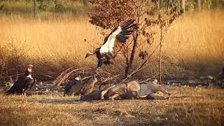 Whit-back Vulture at Vulture restaurant Boeng Toal Preah Vihear Cambodia