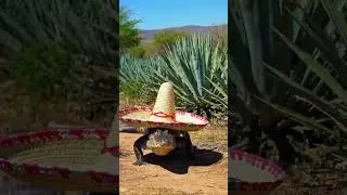 Cowboy crocodile chasing prey