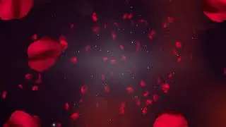 Rose in Video Background New