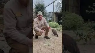 Hooded Vultures don't catch food!