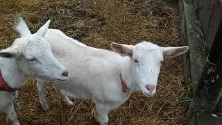 Сода для коз