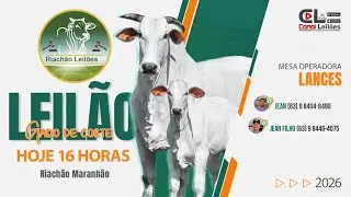 LEILÃO GADO DE CORTE RIACHÃO LEILÕES |  RIACHÃO MA