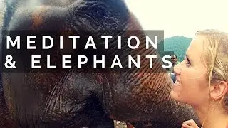 My Experience on a 10 Day Meditation Retreat & an Elephant Sanctuary | CHAING MAI | Ep 13