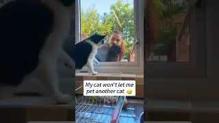 Funny CAT Moments 😂😂 episode 3897 #funnycats #cats #funnyanimals #petsofinstagram