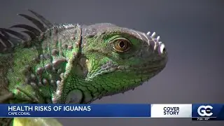 Cape Coral woman says invasive green iguana nearly killed her dog