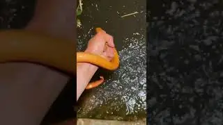 Best Eel catching 2021 / Best Eel fishing 2021