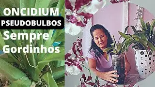 Como cultivar orquídeas sherry baby ou chocolate.