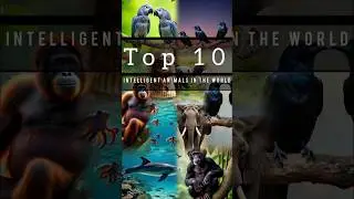 Top 10 intelligent animals in the world /#Top10 #trending #millionview #animal