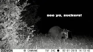 Animals4