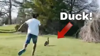 Ishowspeed chasing duck for no reason.