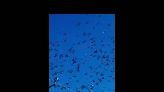 &ldquo;Flying Pigeon Madness!#FlyingChaos#PigeonFlight#youtubeshorts#shorts#thegreenparadiseandmore