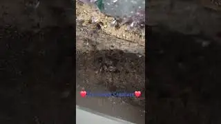 Amazon Blue Bloom, my best eater 🥰 #spider #arachnid #tarantula And a song my lovely friend made 🥰❤️