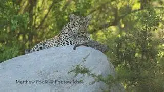 Female leopard catches baby monkey - Photowildsa