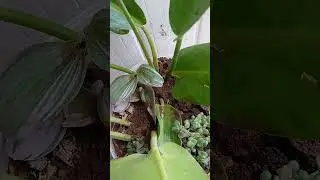 LINDA FOLIAGEM