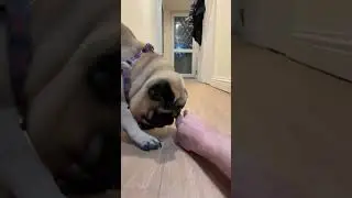Dog Treat Challenge 😋 Find the dog treat #shorts #dog #dogs