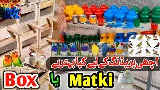 kya breeding ka liya matki best ha ya box?| which is the best box and matki | box and matki defrence