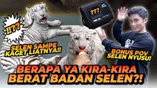 MENIMBANG BERAT BADAN SELEN ! HARIMAU PUTIH UMUR 7 BULAN BERATNYA GA NGOTAK !!