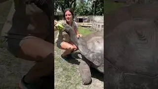 Гигантская черепаха Альдабра Оливер🤩