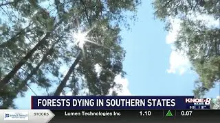 Forests dying in southern states