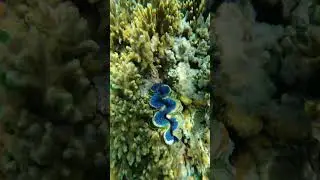 Under the sea #sealife #beautifulcolours #coral