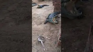The Tap and Grab: How Farmers Use a Shovel to Safely Collect Crocodile Eggs 👀