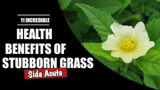 Health benefits of stubborn grass (sida acuta)